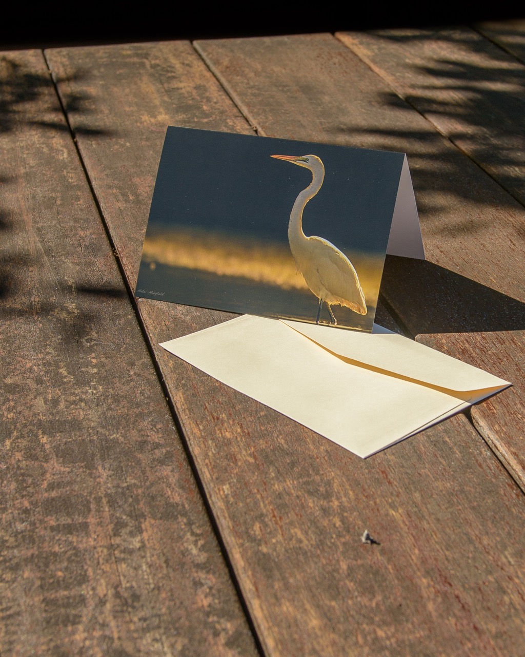 White Heron at Sunrise Wildlife Greeting Cards - New Zealand Bird Photography